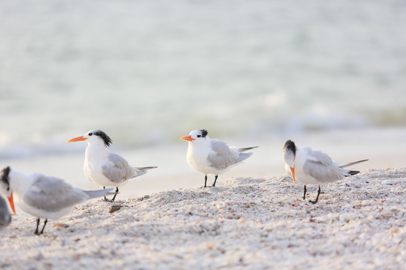 Terns resting on the sand at Captiva Beach, part of the best of Sanibel Captiva's quiet shoreline