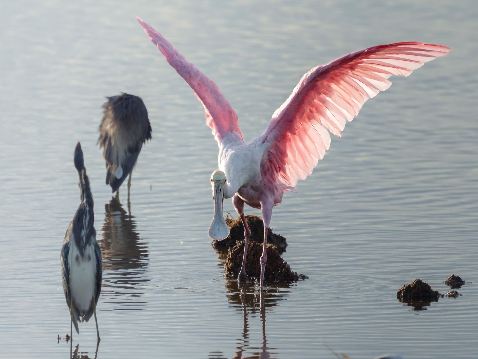 A roseate spoonbill spreading its pink wings beside herons in shallow water, a highlight of things to do on Sanibel Island with kids