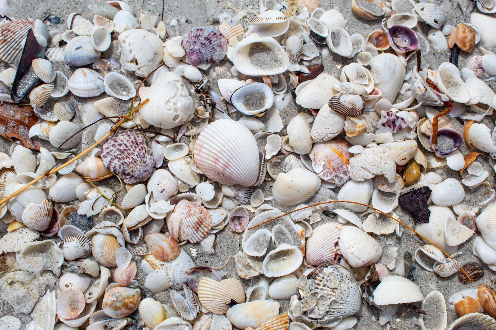 Scallops, cockles and other seashells piled on the sand, the kind of find that makes this the best part of Sanibel Island for shelling